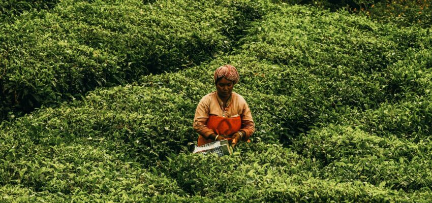 Revolutionizing Rural Sustainability with Linkbridge Financing.